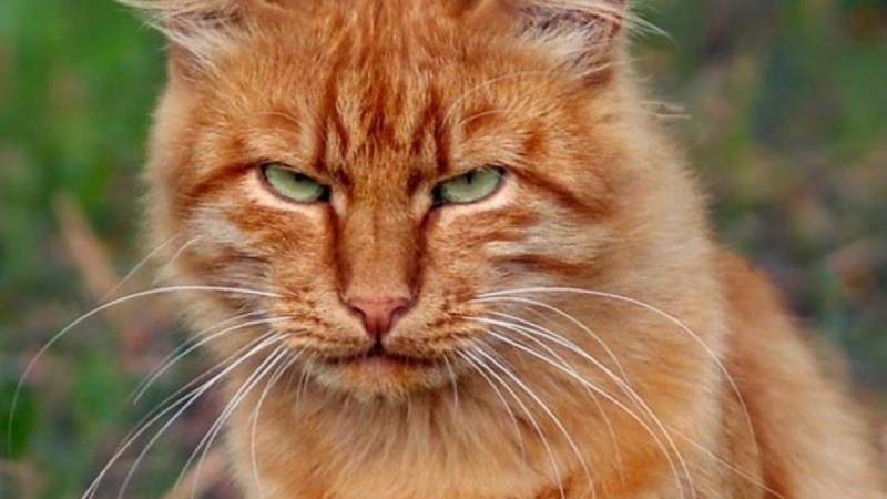 В Витебске кот спас хозяйку от ядовитой змеи
В Витебске кот спас хозяйку от ядовитой змеи